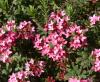 Evergreen Trees and Shrubs